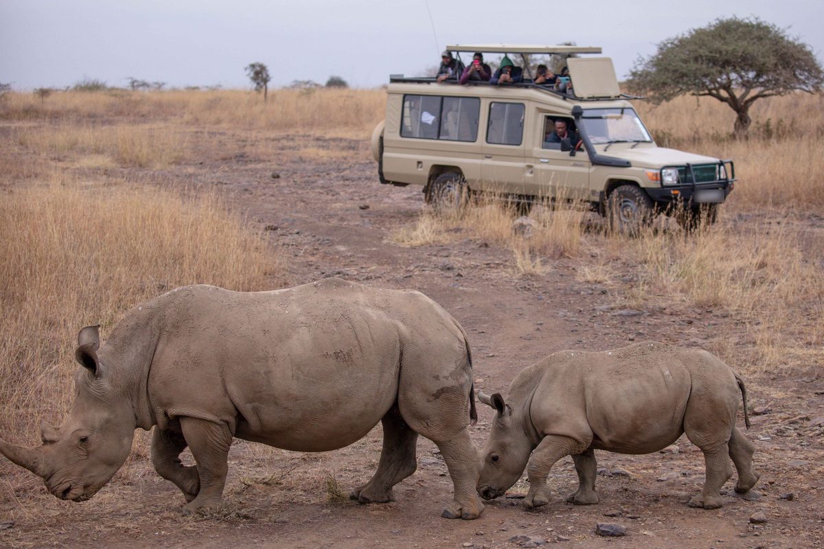 Safari game drive at golden hour
